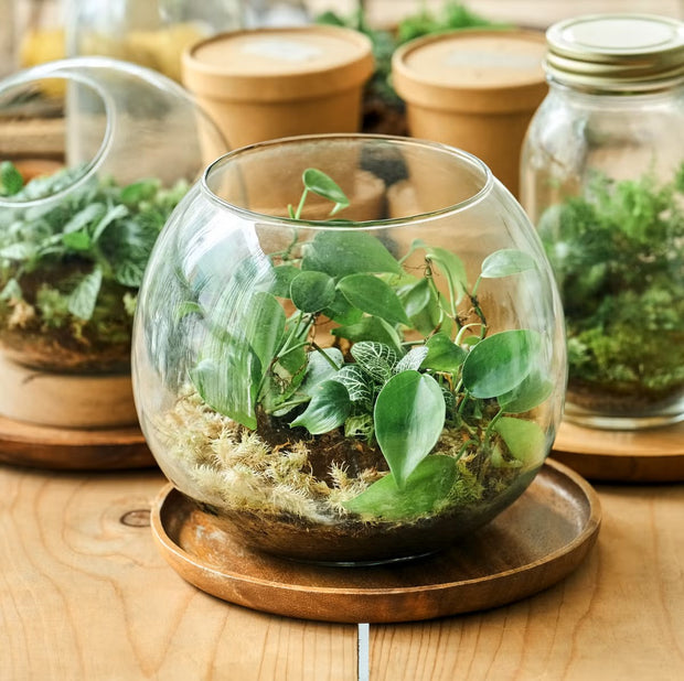 Plant terrariums